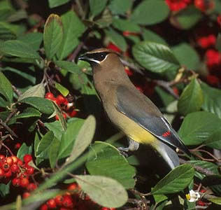 Cedar Waxwing