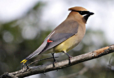 Cedar Waxwing