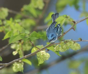 Cerulean Warbler