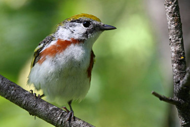 Chestnut-sided Warbler - Breeding Female