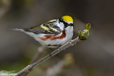 Chestnut-sided Warbler