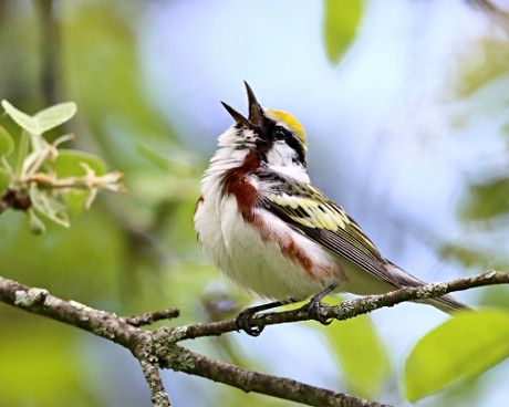 Male Chestnut-sided Warbler