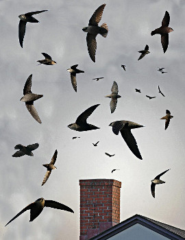 Chimney Swifts