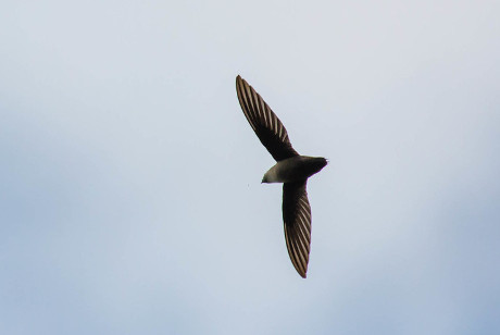 Chimney Swift