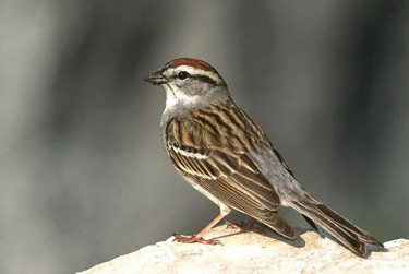 Chipping Sparrow

