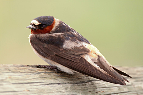 Cliff Swallow