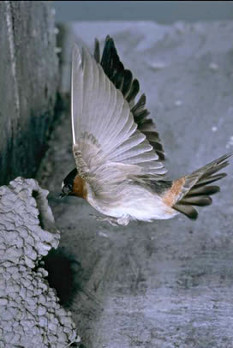 Cliff Swallow at Mud Nest