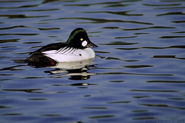 Common Goldeneye - Male