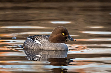 Female Common Goldeneye