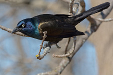 Common Grackle