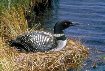 Common Loon at Nest
