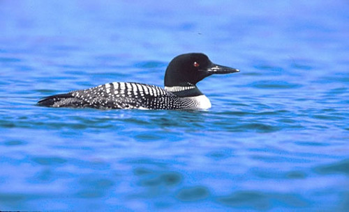 Common Loon