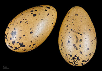 Common Loon Eggs