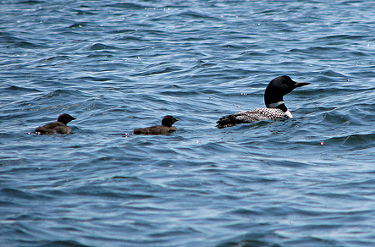 Common Loon with Chicks