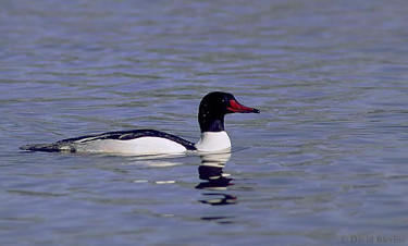 Common Merganser