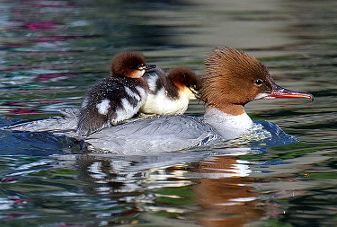 Female Common Merganser with Ducklings