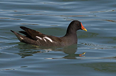 Common Gallinule