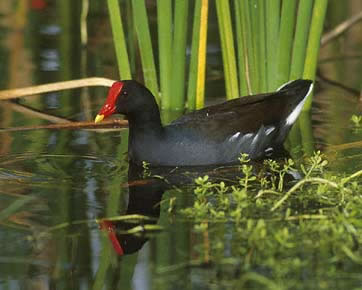 Common Gallinule