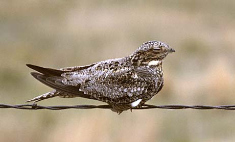 Common Nighthawk