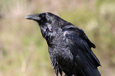 Common Raven