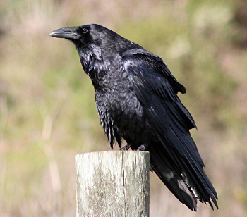 Common Raven