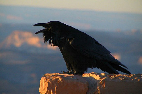 Common Raven