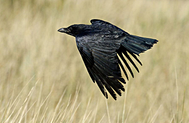 
Common Raven in Flight

