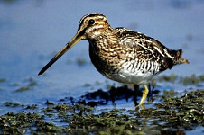 Common Snipe