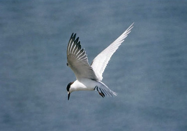 Common Tern in Flight