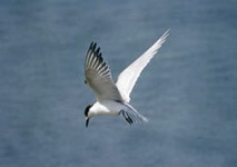 Common Tern 