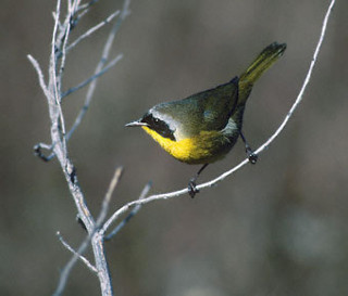 Common Yellowthroat