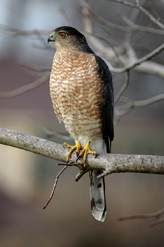 Cooper's hawk - Wikipedia