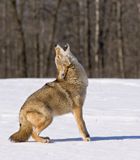 Eastern Coyote