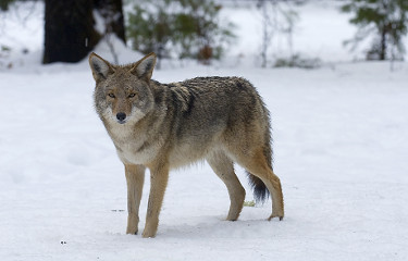 Eastern Coyote 