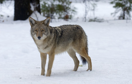 Eastern Coyote