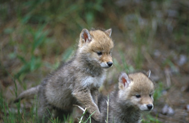 Coyote Pups