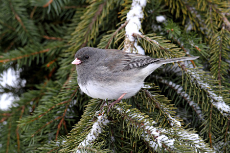 Dark-eyed Junco