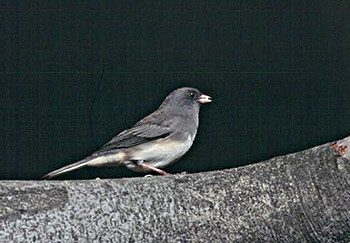 Dark-eyed Junco