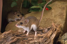 Deer Mouse