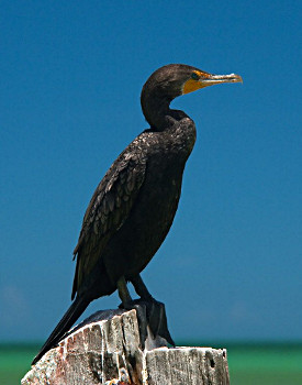 Double-crested Cormorant 