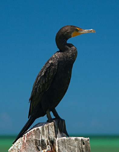 Double-crested Cormorant