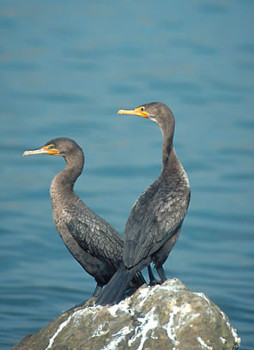 Double-crested Cormorant