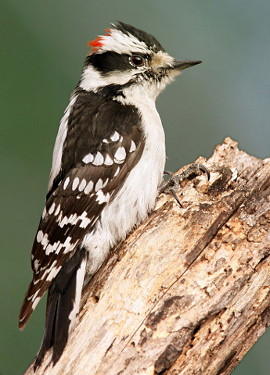 Downy Woodpecker