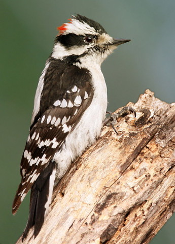 Male Downy Woodpecker