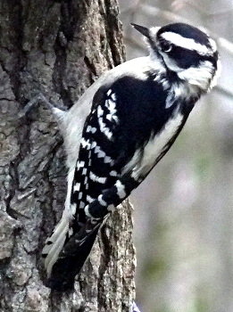 Female Downy Woodpecker