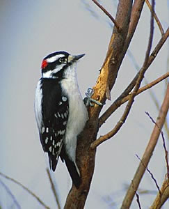 Male Downy Woodpecker