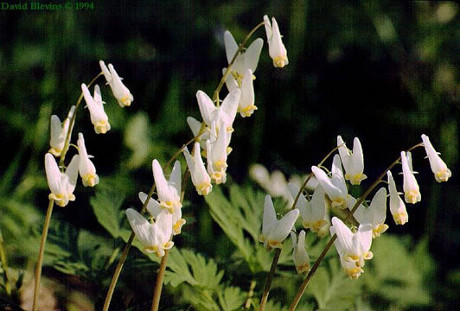 Dutchman's Breeches
(Dicentra cucullaria) 