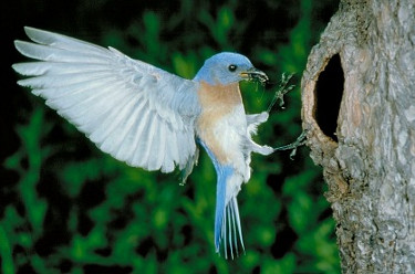 
Eastern Bluebird at Nest Cavity