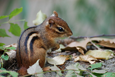 Eastern Chipmunk 