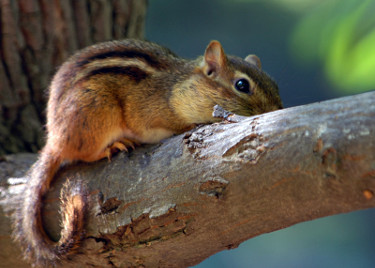 Eastern Chipmunk